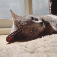 coco (@coco16years) 's Twitter Profile
