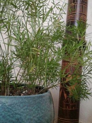 DjezzicaDunphy's profile picture. 