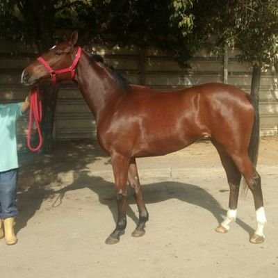 JhaenMedina04's profile picture. Pronosticador Hípico, Amante del Buen Hipismo La Vieja Escuela es la mejor.
