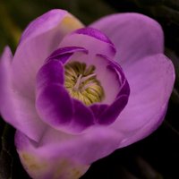 Swines Meadow ππͺπΊ (@rareplants) 's Twitter Profile