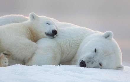 I love polar bears! Christian, sister, aunt, great aunt, Stan Wawrinka fan, Clayne Crawford fan.