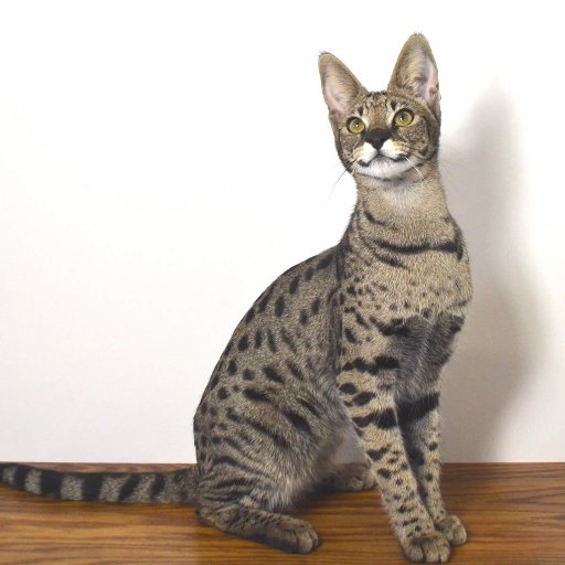 Savannah Kittens. Savannah Kitten Breeder offering F2-F6 Generation Savannah Kittens. We are a Savannah Cat Breeder located in Ohio.