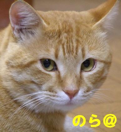 nora2700's profile picture. ほぼリツイートです