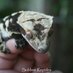 Melissa Walker (@sublimereptiles) Twitter profile photo