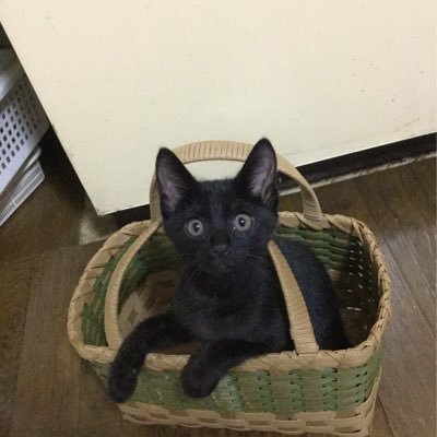 GkzZaI5oqsYkq7T's profile picture. SMAPのお茶の間ファンでしたが、解散騒動がおかしいと思って検索していくうちにSMAPファンのファンになり、2020にNAKAMAになりました。自分から発信する情報はほとんどないので、詳しい皆さんのフォローをさせて頂いています。無言フォロー、すみません。