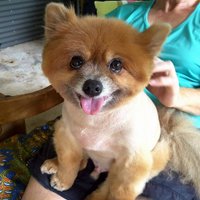 PomeraiansRule (@gaysrhuman) 's Twitter Profile