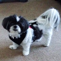 Mair (@mairzdoatz) 's Twitter Profile
