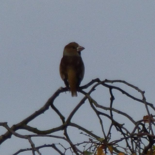 local birding in Yorkshire.@wharfedale wildlife group.