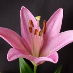松野家のニート兄弟に負けないぐらいのニート生活満喫中の腐女子です f^^;
日ごろの楽しいことなんか呟きます(不定期ですが・・・気が向いたとき)
いろんな方と繋がりたいです!