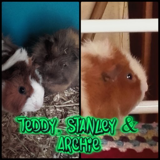 Three boars who love eating, sleeping and pooping! Our sisters Phoebe, Millie & Bo OTRB🌈 Archie 🌈 Teddy 🌈 Stan 🌈