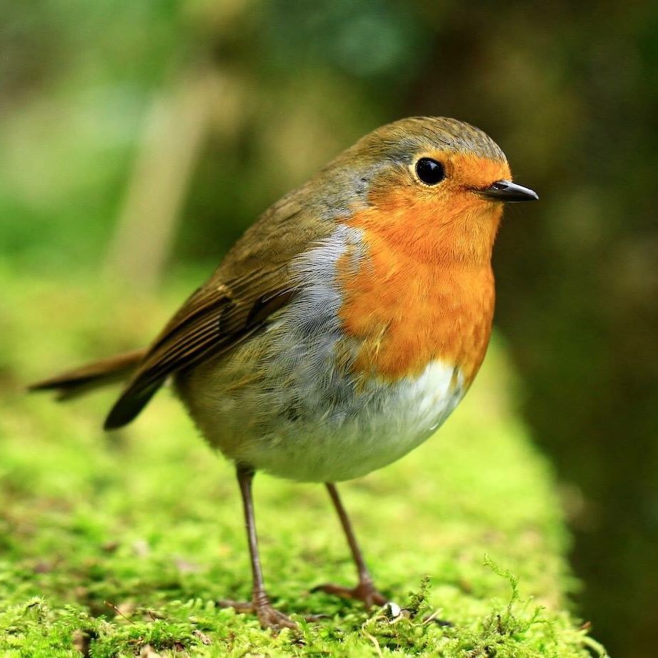 Around 226,000 people voted in 2015 to nominate Britain's first ever National Bird. The Robin won. Now we have to make it official!