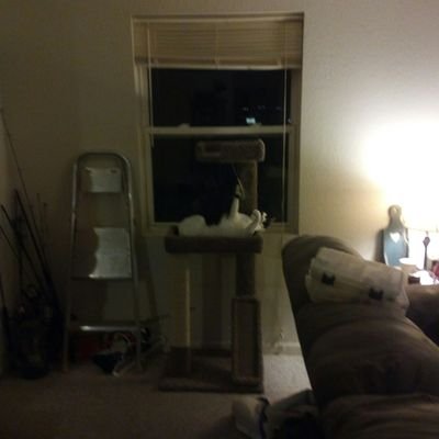 ladytazzs's profile picture. 