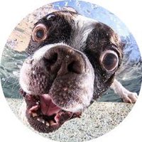 French Bulldog ▽(@shitypolitic) 's Twitter Profile Photo