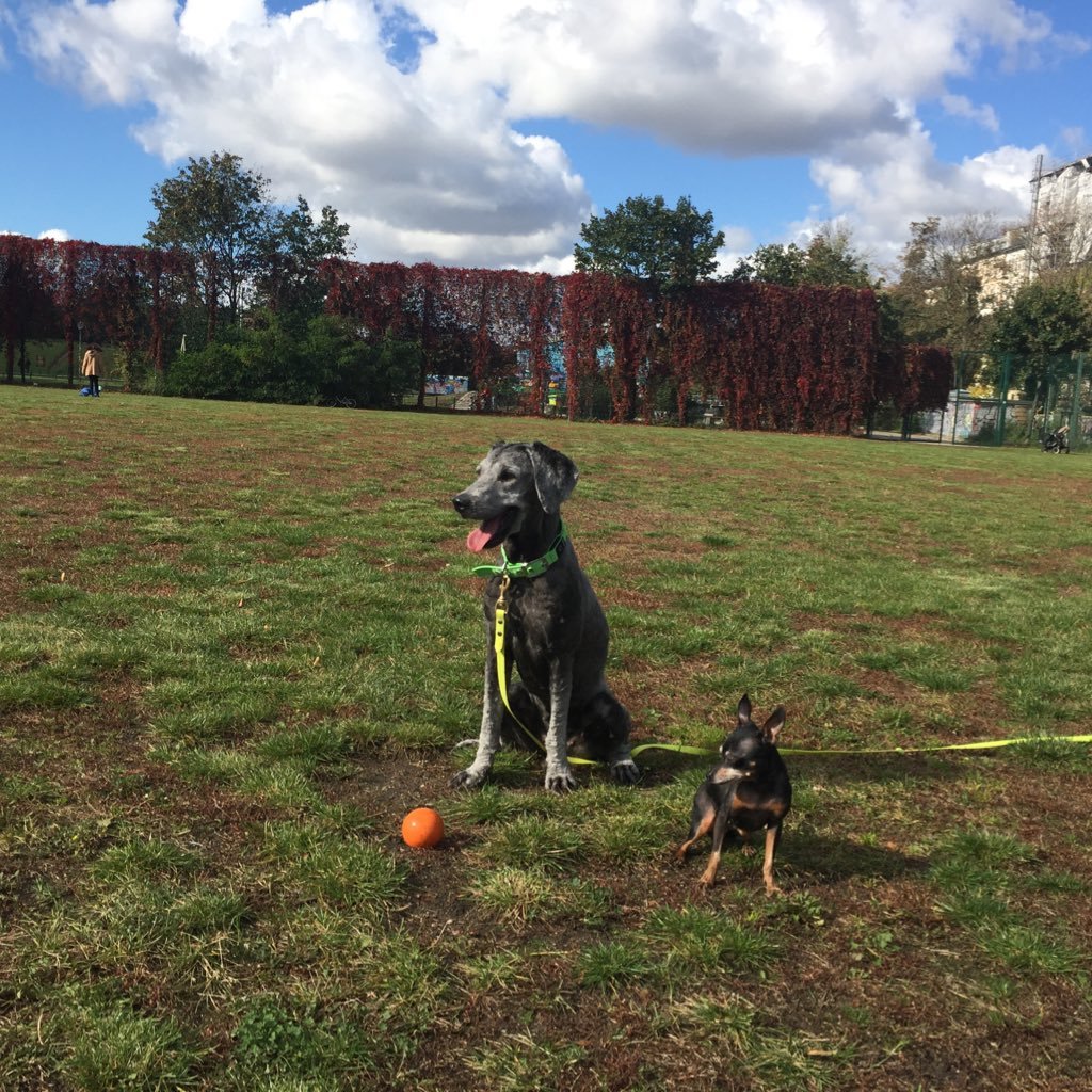 Initiative: Hunde im Park (gemeinsam einen Hundeplatz gestalten)