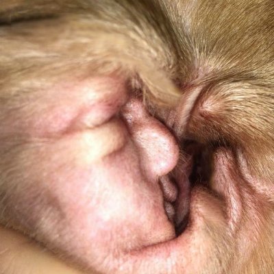 POTUSGOP's profile picture. Fact avoider, adroit prevaricator, responsibility denier, schoolyard bully, stable genius, and 45th President of the United States of America🇺🇸