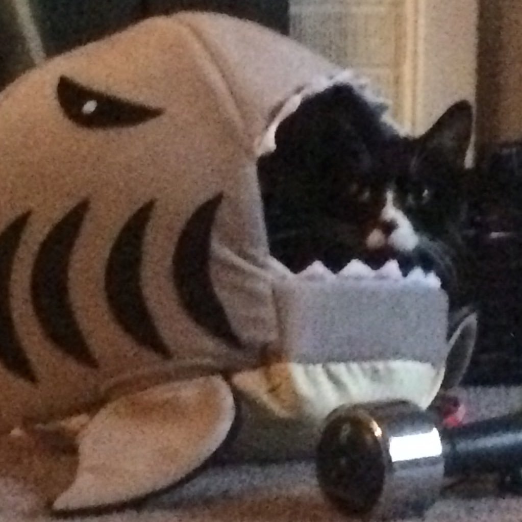 gruen72's profile picture. History buff, obsessive news reader, and teacher. Typos abound when I'm tweeting from my phone.