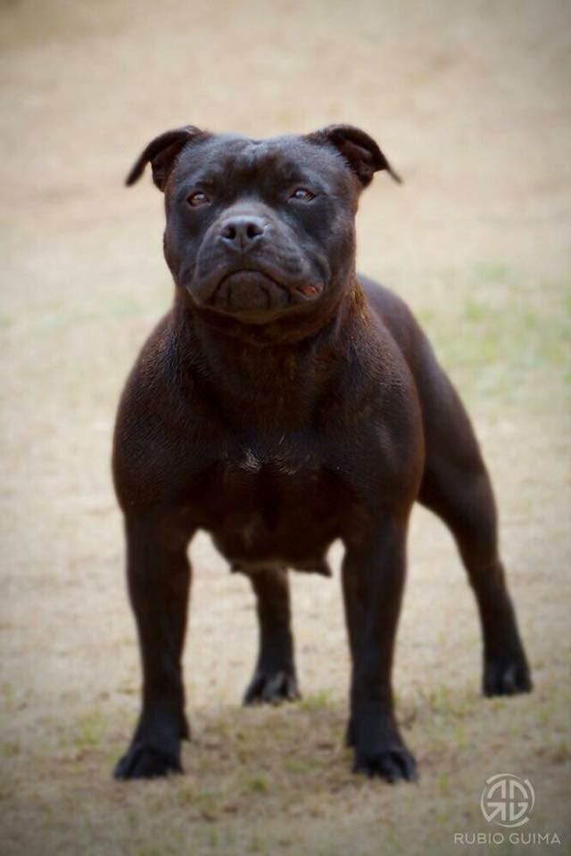 Canil especializado na criação da Raça Staffordshire Bull Terrier - Brasília - DF - 61.98305-6576