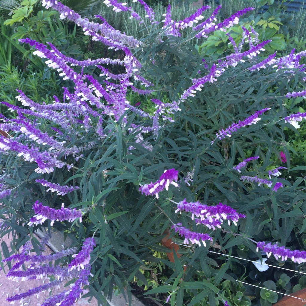 Mmontoyacampos's profile picture. La confidencia corrompe la amistad: el mucho contacto la consume; el respeto la conserva.