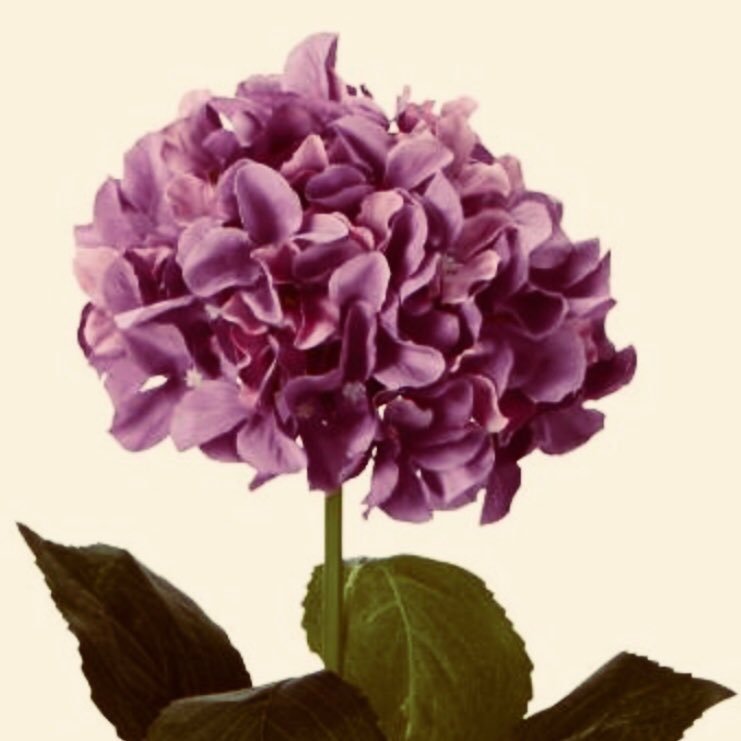 SCgirlinPA's profile picture. Keep it simple. Be kind. Be strong.