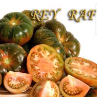 tomate raf🍅 Rey Raf(@andrespiedragim) 's Twitter Profile Photo