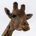 giraffes doing things (@lowenergylouie) Twitter profile photo