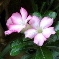 Ronald Wan (@ronaldwan88) 's Twitter Profile