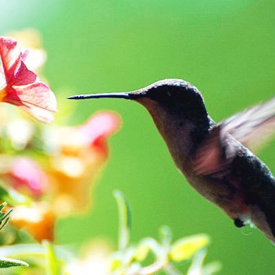 hummerbird3's profile picture. Music