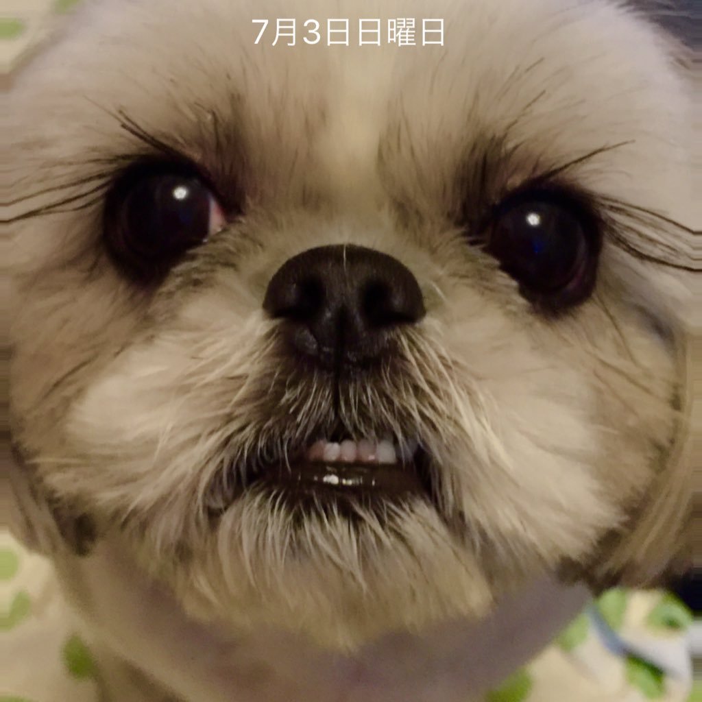 hacchy22's profile picture. 昔は米米追っかけてました(最近また復活の兆し) SMAPはお茶の間ファンでしたが、深夜番組時代から応援してました😊2016年の衝撃で自分がどれだけSMAPに癒されていたかに気づき、NAKAMAに加わりました。あの子たちの一員でもあります💙 愛犬は今お空の上です🌈🐶