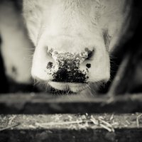 Q Gardens Farm Shop (@qgardensfarmsho) 's Twitter Profile Photo