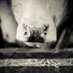 Q Gardens Farm Shop (@qgardensfarmsho) Twitter profile photo Q Gardens Farm Shop (@qgardensfarmsho) Twitter profile photo