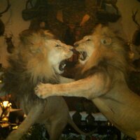 Kevin W. McGrann (@kmaguillacuddy) 's Twitter Profile