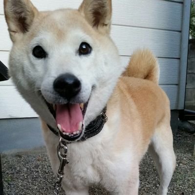 山梨県生まれの山梨県育ちのオジサンストライカー💥
モンストと食べ物の事を呟きます。
ヘタクソなので4垢ソロマルチ派、絆は時間が合えばお願いします😉
麺類とウイスキーが大好物🍜🥃
#モンスト
#書庫周回でナンバー順に運極達成する企画
#masaキッチン
#今日のアイス
#ラーメン
#ペヤング
#カップ麺