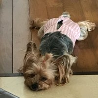 ryo (@ryop) 's Twitter Profile