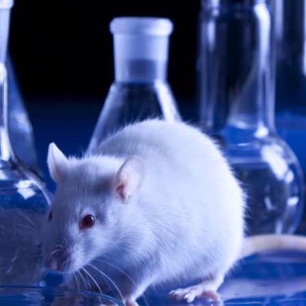 animaltesting01's profile picture. https://t.co/8DfIJ5cYoM