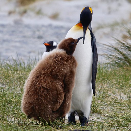 Runs the award-winning Bluff Cove Lagoon penguin tour on our sheep farm in the Falklands, now developing the farm settlement.