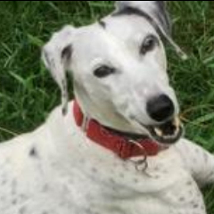 #TheDogsOfAvalon It's about me, the #greyhound adoption movement & #MarionFitzgibbon. (I'm from #Ireland)
Buy my mom's book: https://t.co/YGDWgh0Xbh