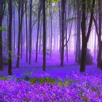 Deep Purple ☮️🌊 (@deeppurple007) 's Twitter Profile