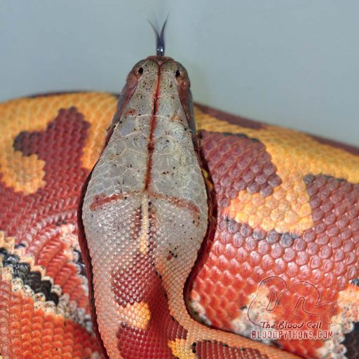 The python collection of Ryan & Kara Norris. We've been breeding bloods & short-tails for nearly two decades & love helping others enjoy these snakes!