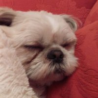 Karen Soady (@kas1691ks) 's Twitter Profile