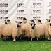 Masham Sheep (@mashamsheep) Twitter profile photo Masham Sheep (@mashamsheep) Twitter profile photo