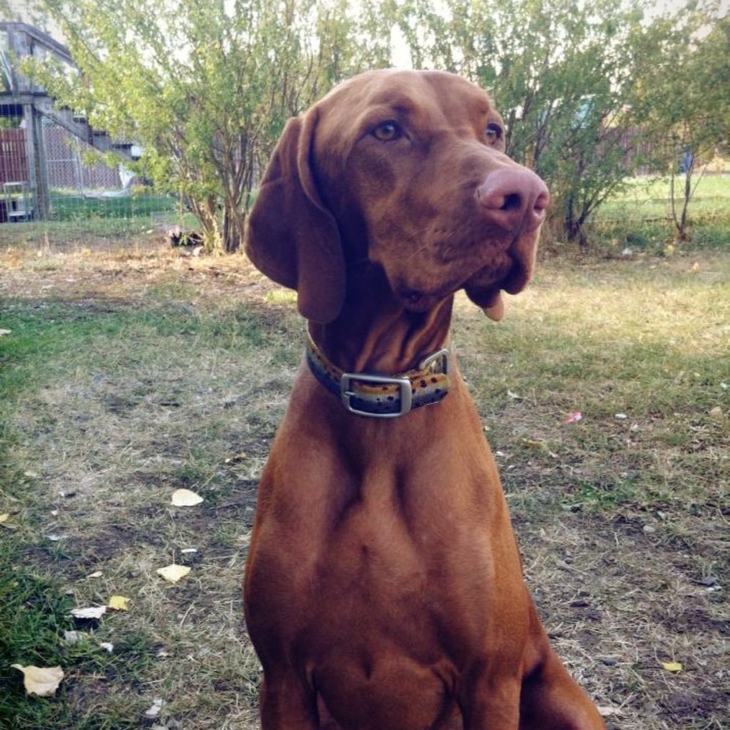 bohs21's profile picture. 