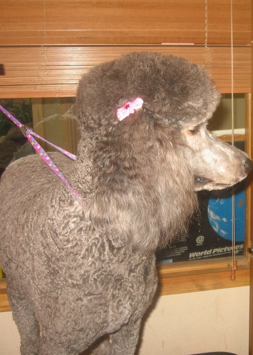 WaggnTailsDaySp's profile picture. Offering high quality and professional grooming at affordable prices. All breeds and sizes loved and welcome!