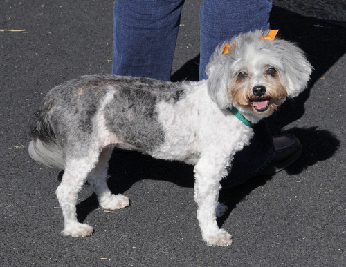 SaharahTheDog's profile picture. It's just me.