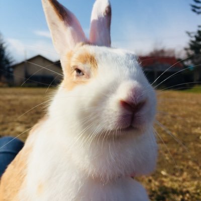 Buchako_Ailes's profile picture. 🌙組。ぶちゃいくな #ミニウサギ♀ 2017.9.11〜2024.1.18本名は「エル」だけど家族からは「ぶちゃこ」としか呼ばれた試しがない。現在 うに🦔&テオ(デグー)について投稿。保護猫 みこ&もこ&そら&りくも登場。はりお🦔&きなこ🐇→🌙組。うんち食べても嫌いにならないでね。ヘッダー@mugi276さん