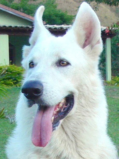 This is the profile of our Kennel. We breed White German Shepherds (or White Swiss Shepherd as determined by FCI).