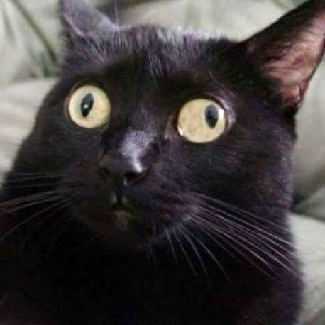 memepagesforfun's profile picture. i like turtle