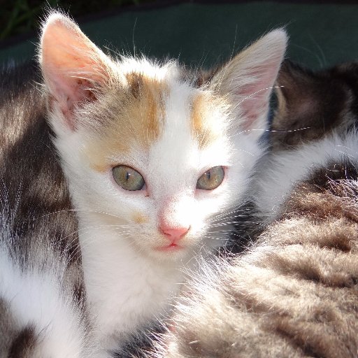 I love Cat-Content 😻😻😻🐈🐈🐾🐾 My cats Mimi and Diego are also on Instagram 🐾🐾