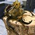 昆虫ショップ 虫どん (むいどん)🐞なみぞう (@namizoukabuto) Twitter profile photo 昆虫ショップ 虫どん (むいどん)🐞なみぞう (@namizoukabuto) Twitter profile photo
