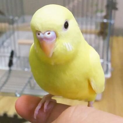 2017/09/24生まれの真っ黄色なセキセイインコ【とりてん】です。真ん丸とした黒色の目が特徴的です。性別は食いしん坊な乙女。
好奇心旺盛で、とりあえずなんでも噛じります。(あかん)
とりてんの日々の写真やら、動画やら上げていきたいと思っています。
※最近は「パパ」と「ママ」どちらもつぶやいてます♪