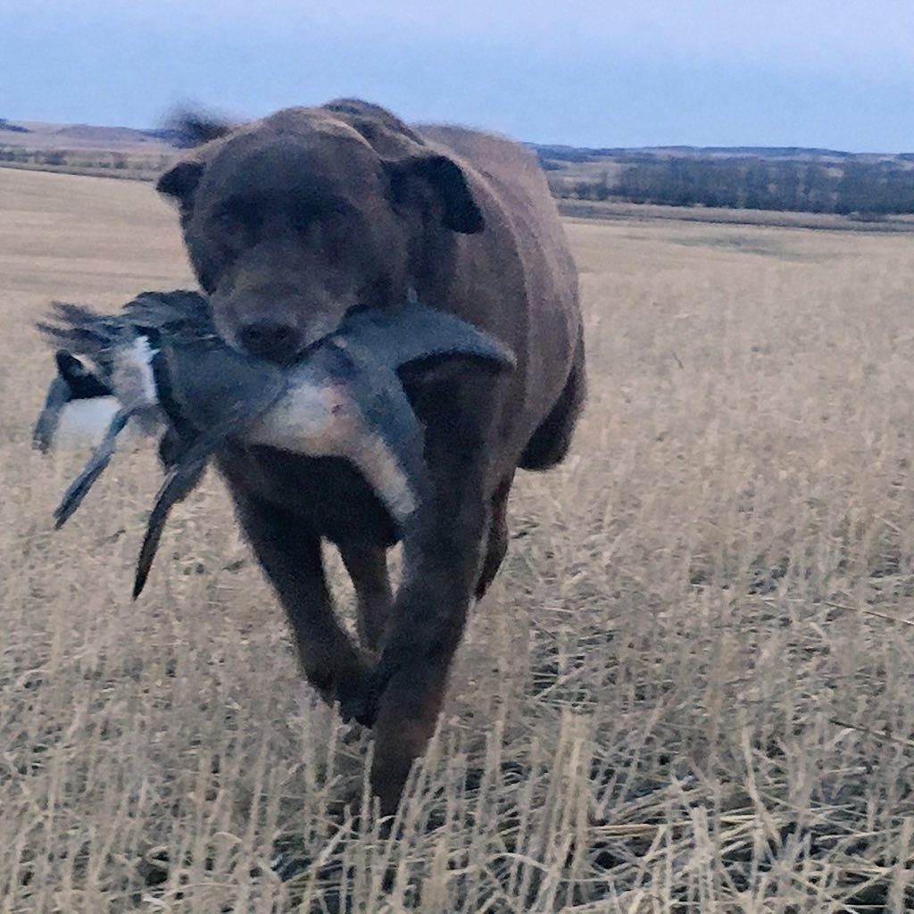 SSimo855's profile picture. Married a great girl, have 4 awesome rugrats. HD mekanic. when not twisting wrenches, helping my BIL farm.